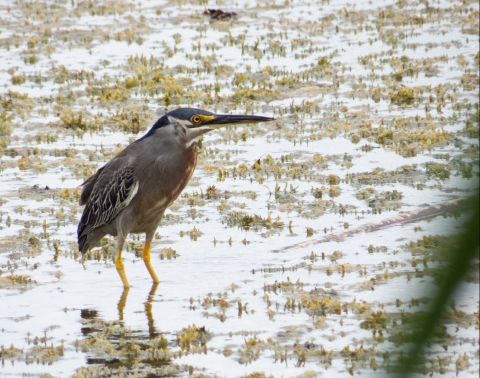 Striated Heron - Anderson León Natera