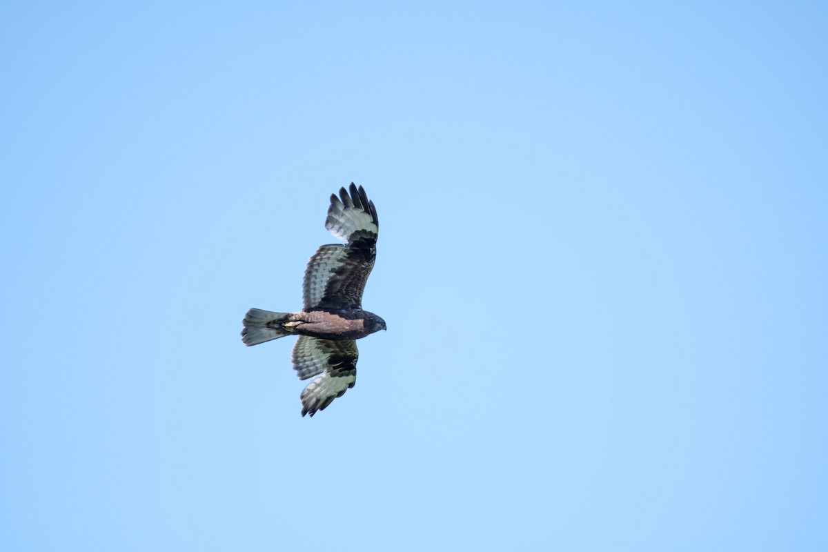 Rough-legged Hawk - ML59049951