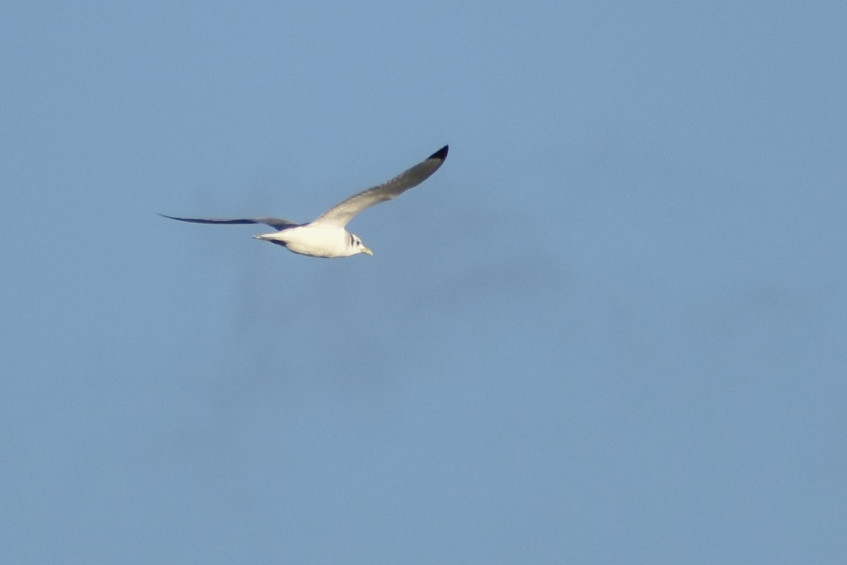 Black-legged Kittiwake - ML590499971