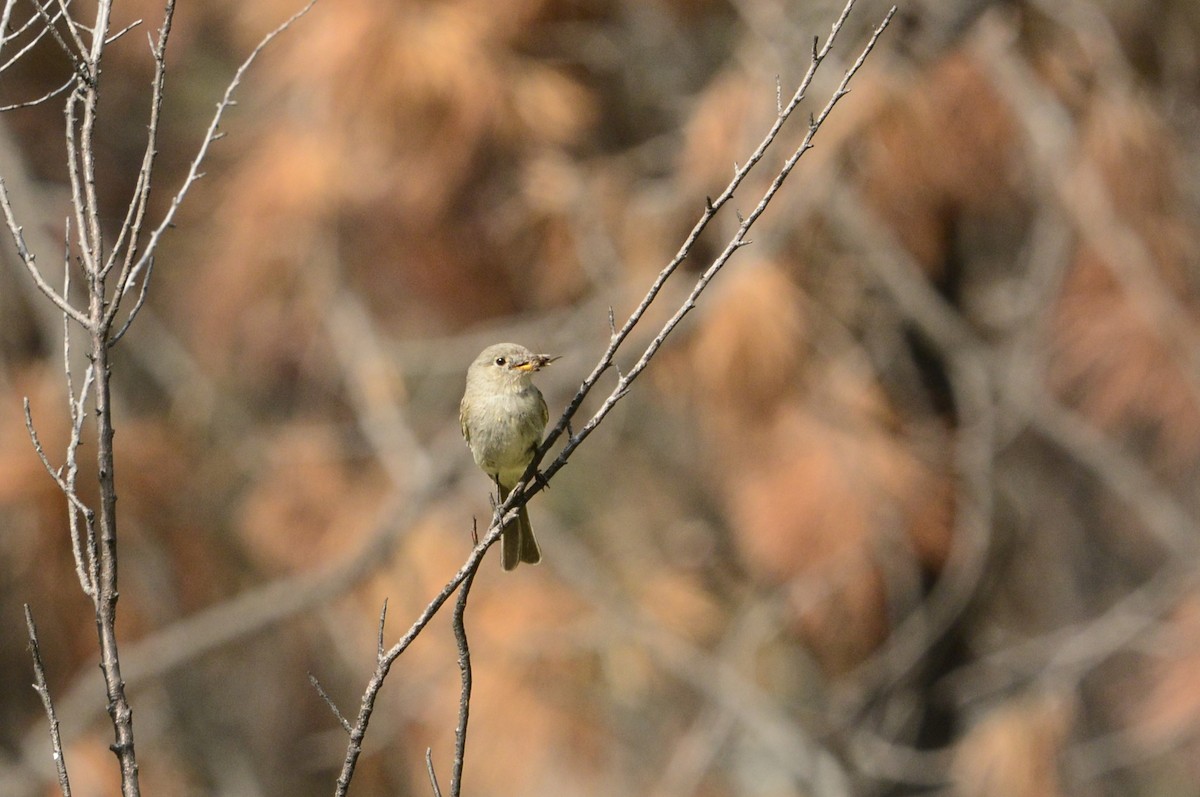 Gray Flycatcher - ML590500361