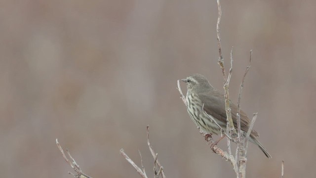 Northern Waterthrush - ML590500851