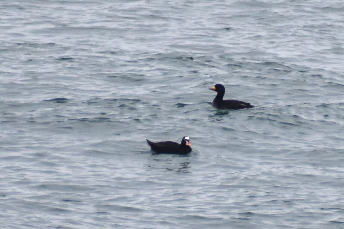 Black Scoter - ML590501491