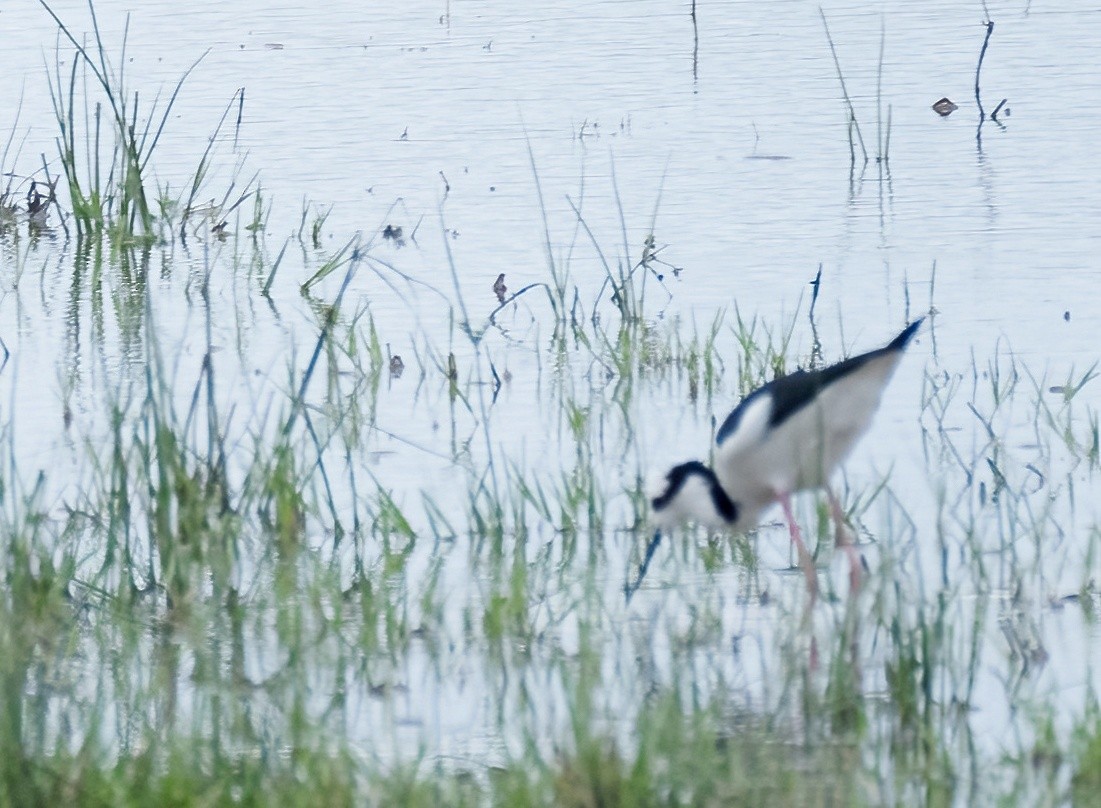 Cigüeñuela Cuellinegra - ML590501821