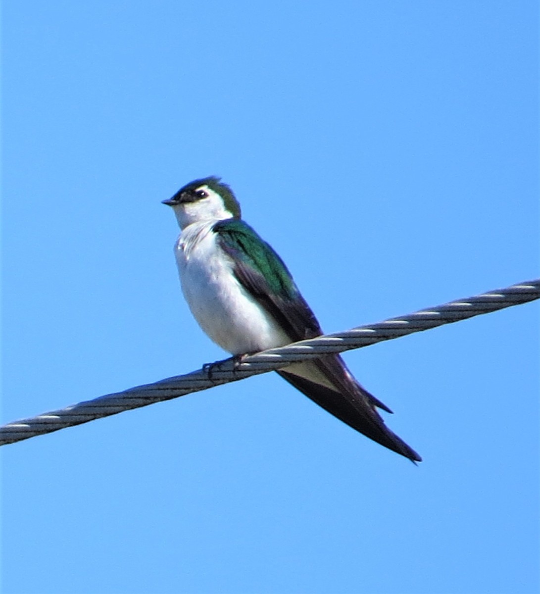 Violet-green Swallow - Evie Chauncey