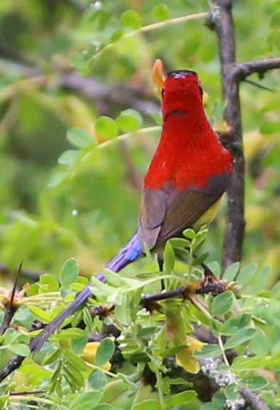 Mrs. Gould's Sunbird (Yellow-breasted) - ML590502691