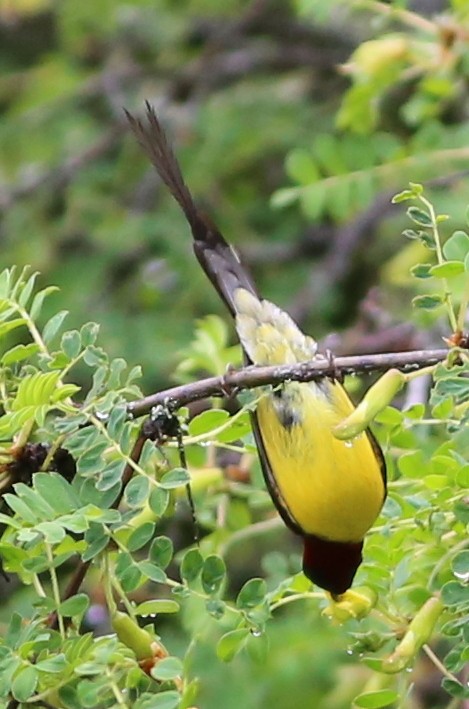 Mrs. Gould's Sunbird (Yellow-breasted) - ML590502701