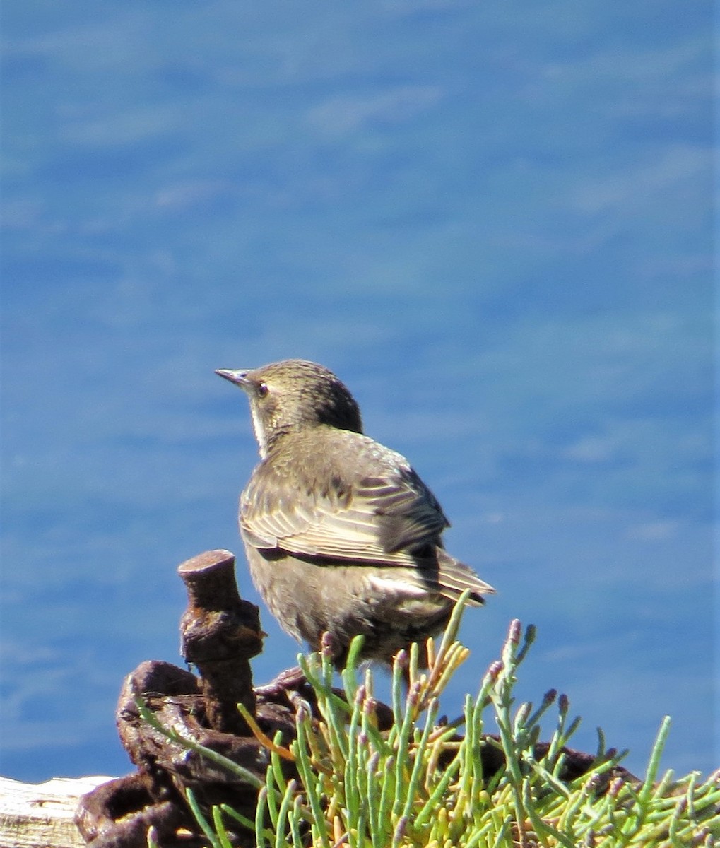 European Starling - ML590502731