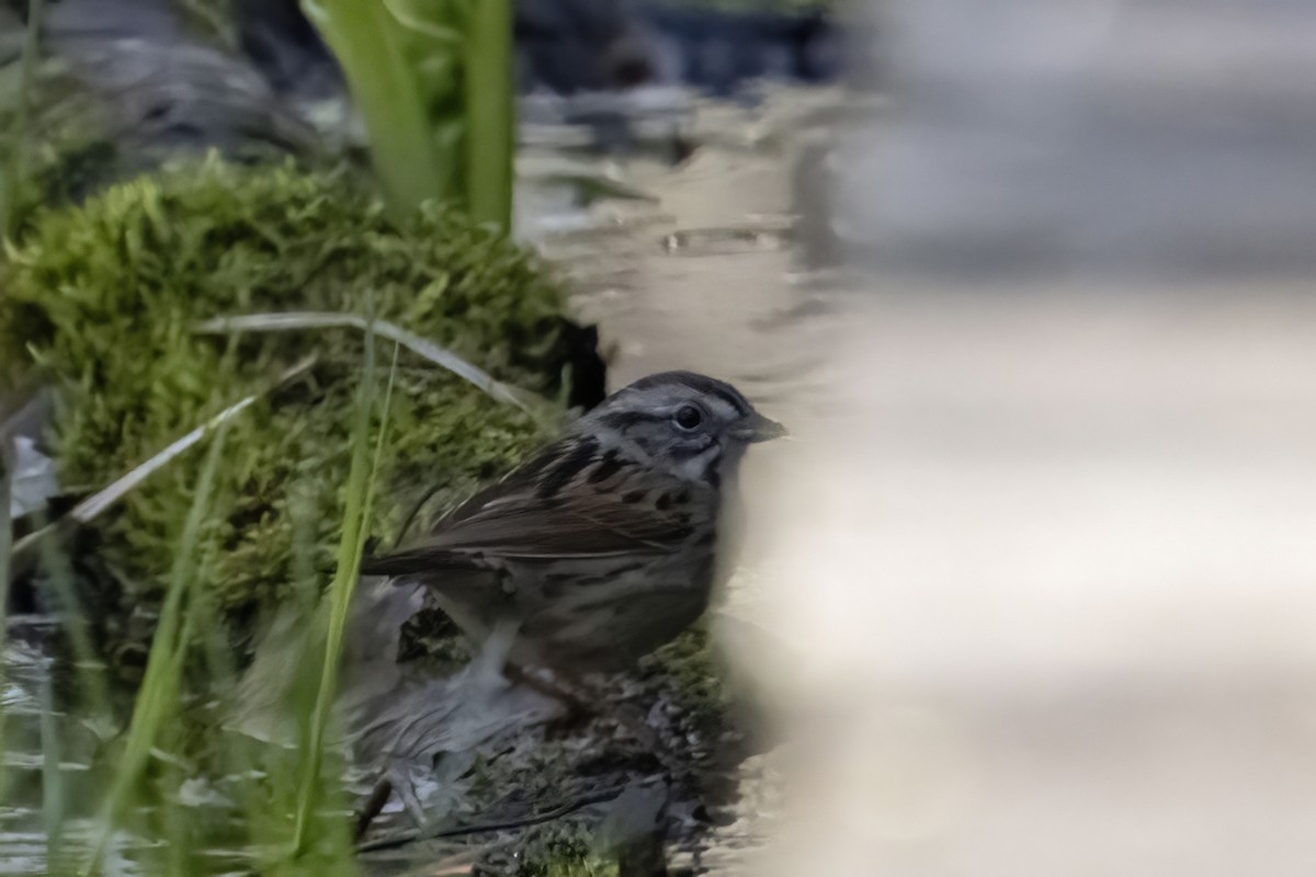 Swamp Sparrow - ML590503371