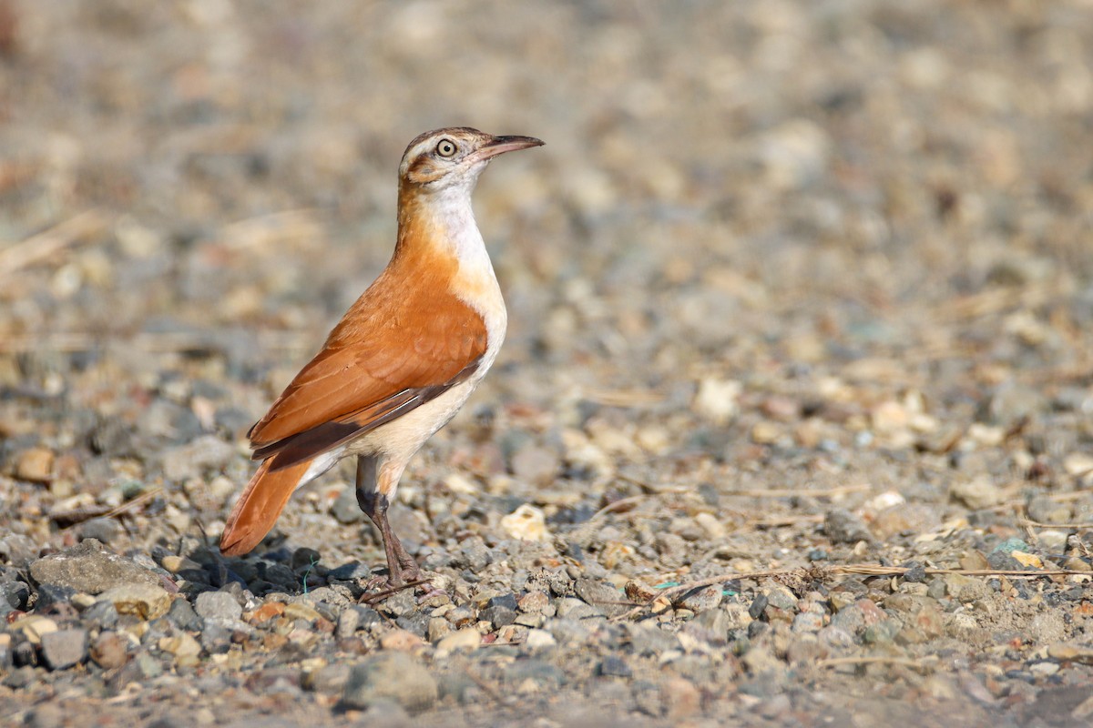 Pacific Hornero - Sean Salazar