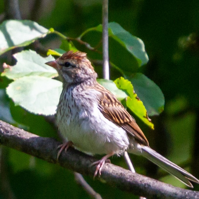 Chipping Sparrow - ML590505961