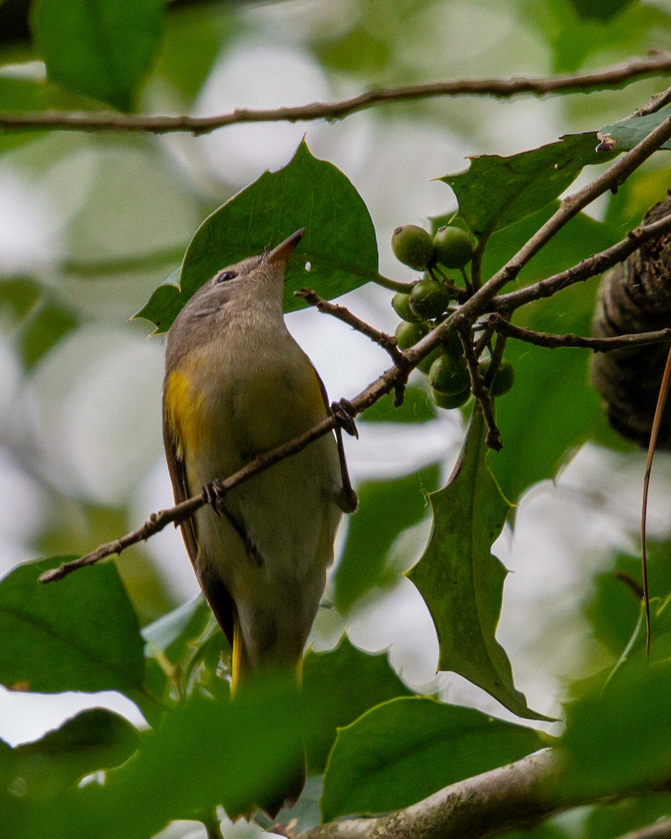 American Redstart - Graham Redgrave