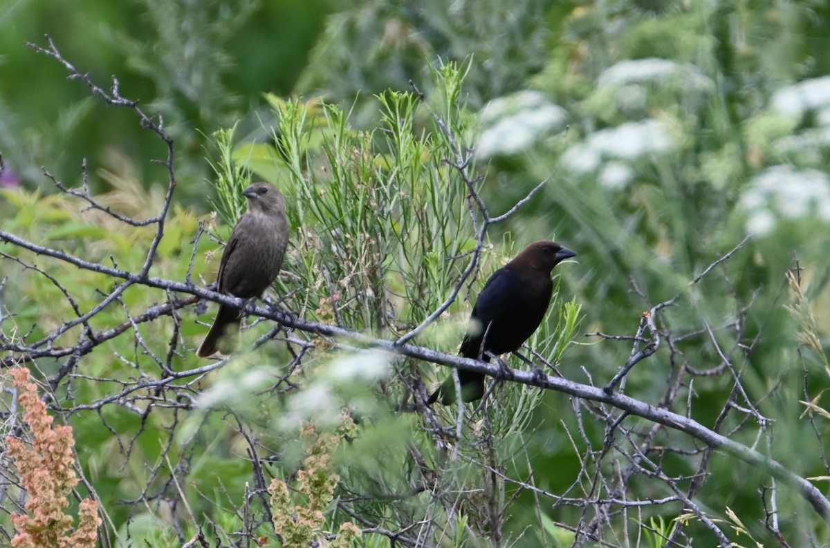 Brown-headed Cowbird - ML590507431