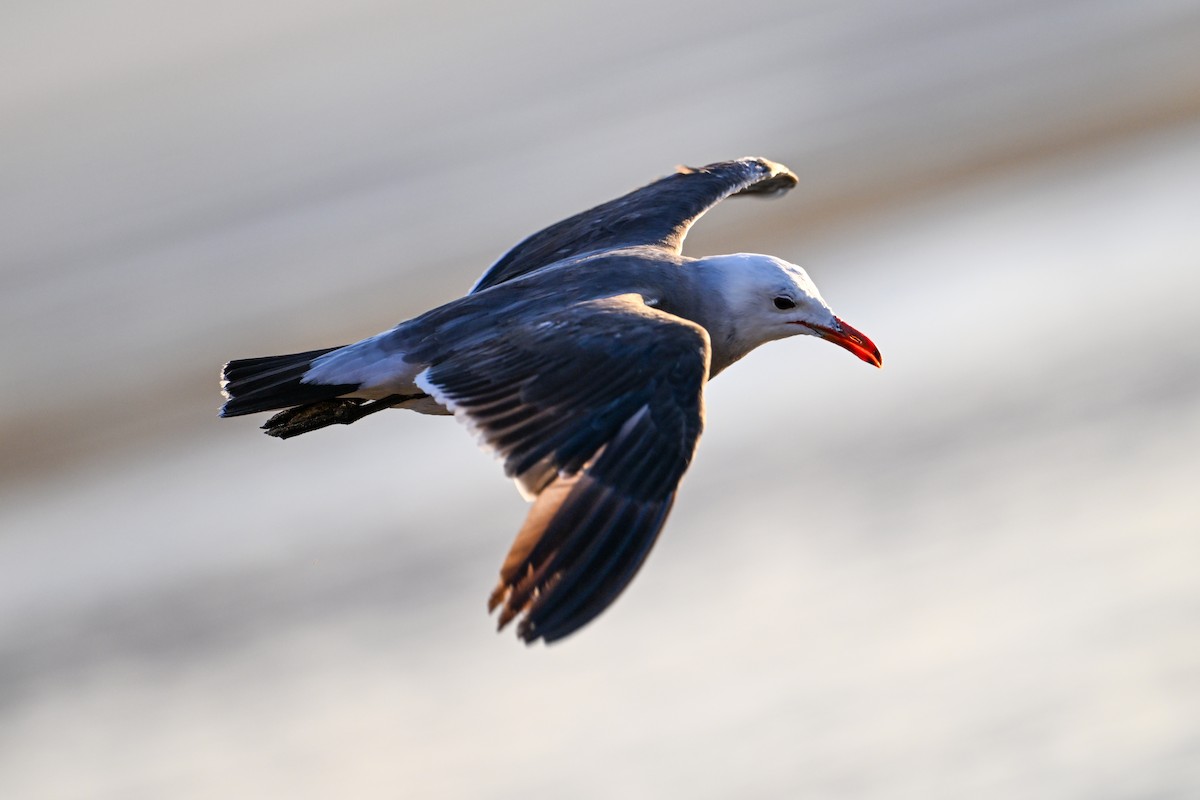 Gaviota Mexicana - ML590508981