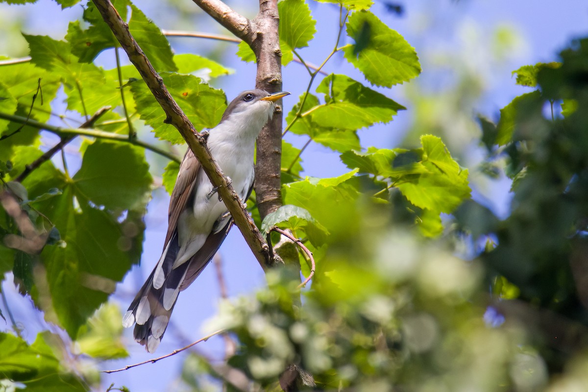 Yellow-billed Cuckoo - Michael Schulte