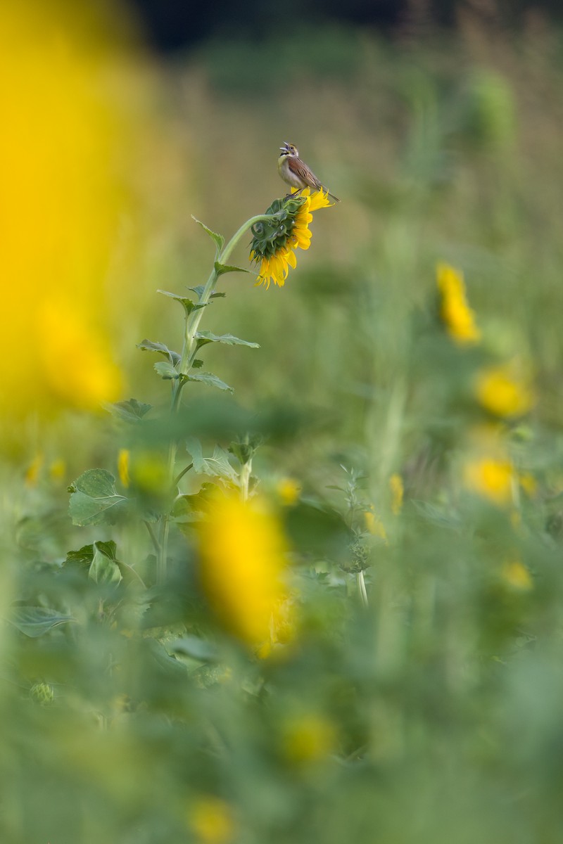 Dickcissel d'Amérique - ML590509031