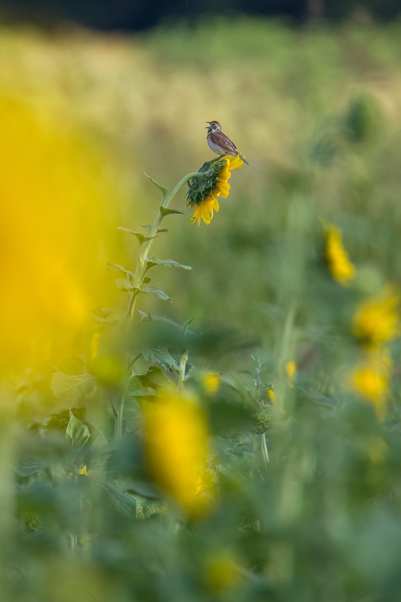 Dickcissel - Michael Schulte