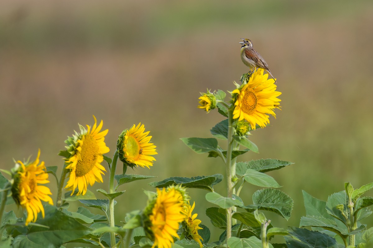 Dickcissel d'Amérique - ML590509051