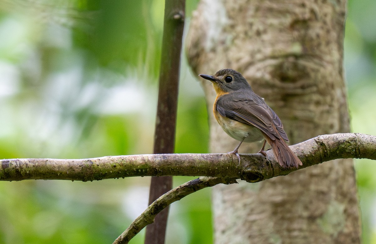 Javan Blue Flycatcher - ML590509071