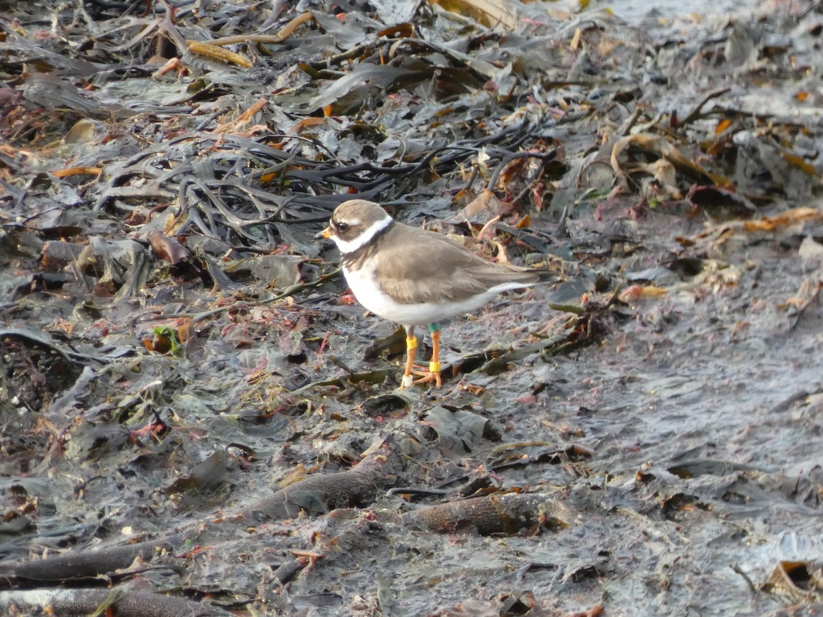 Common Ringed Plover - ML590509241
