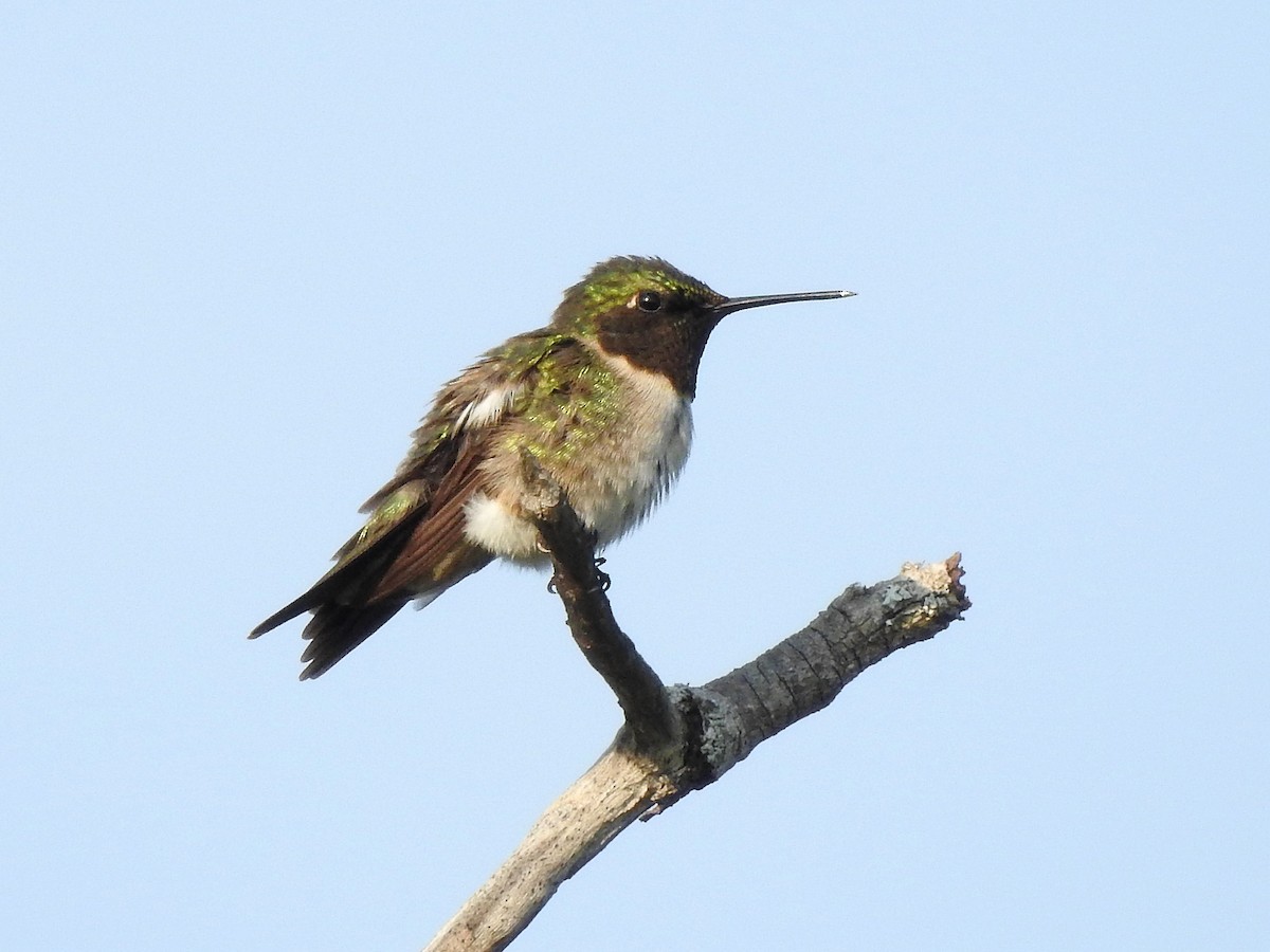 Ruby-throated Hummingbird - Dan Mason