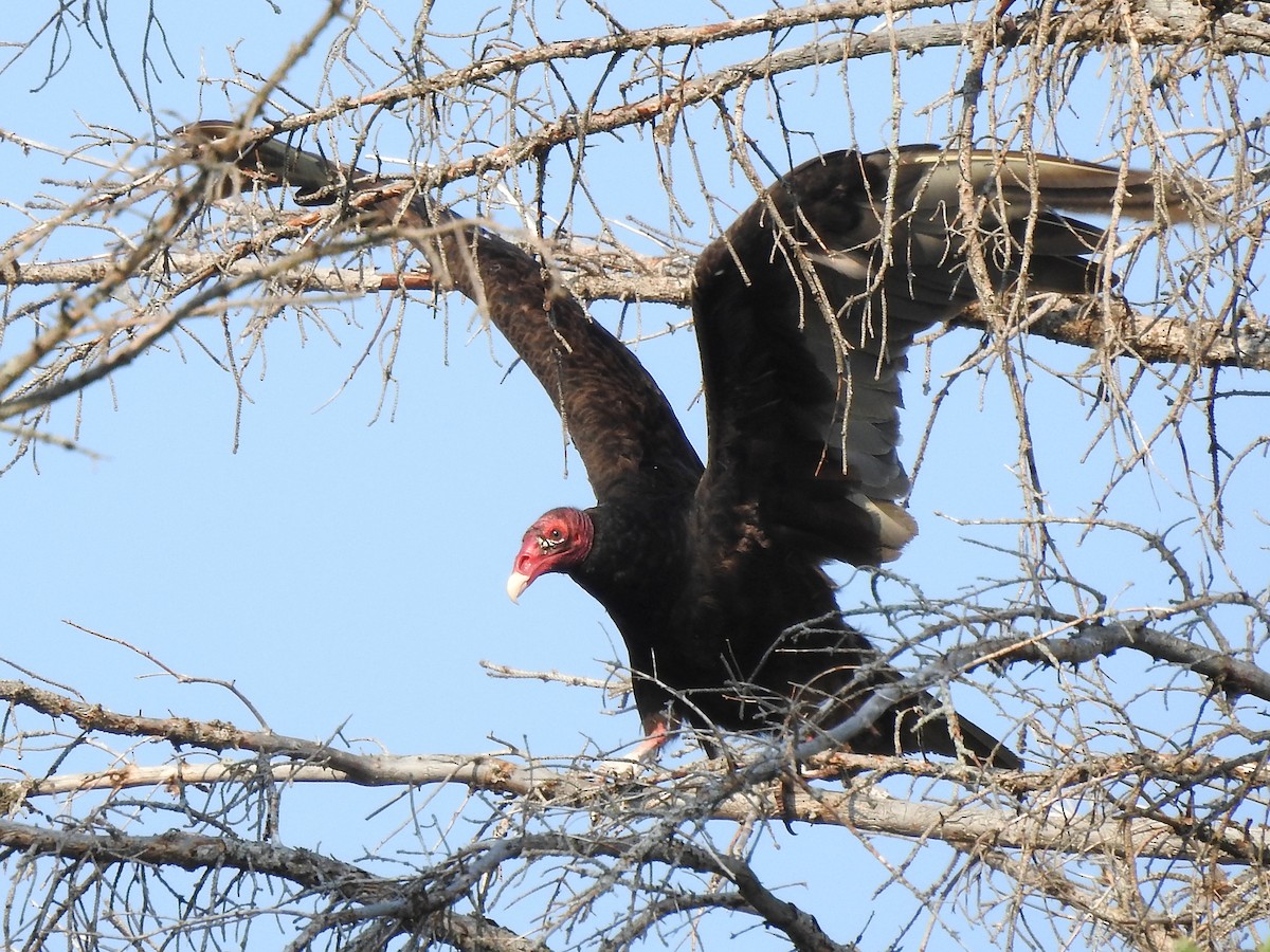 Turkey Vulture - ML590509701