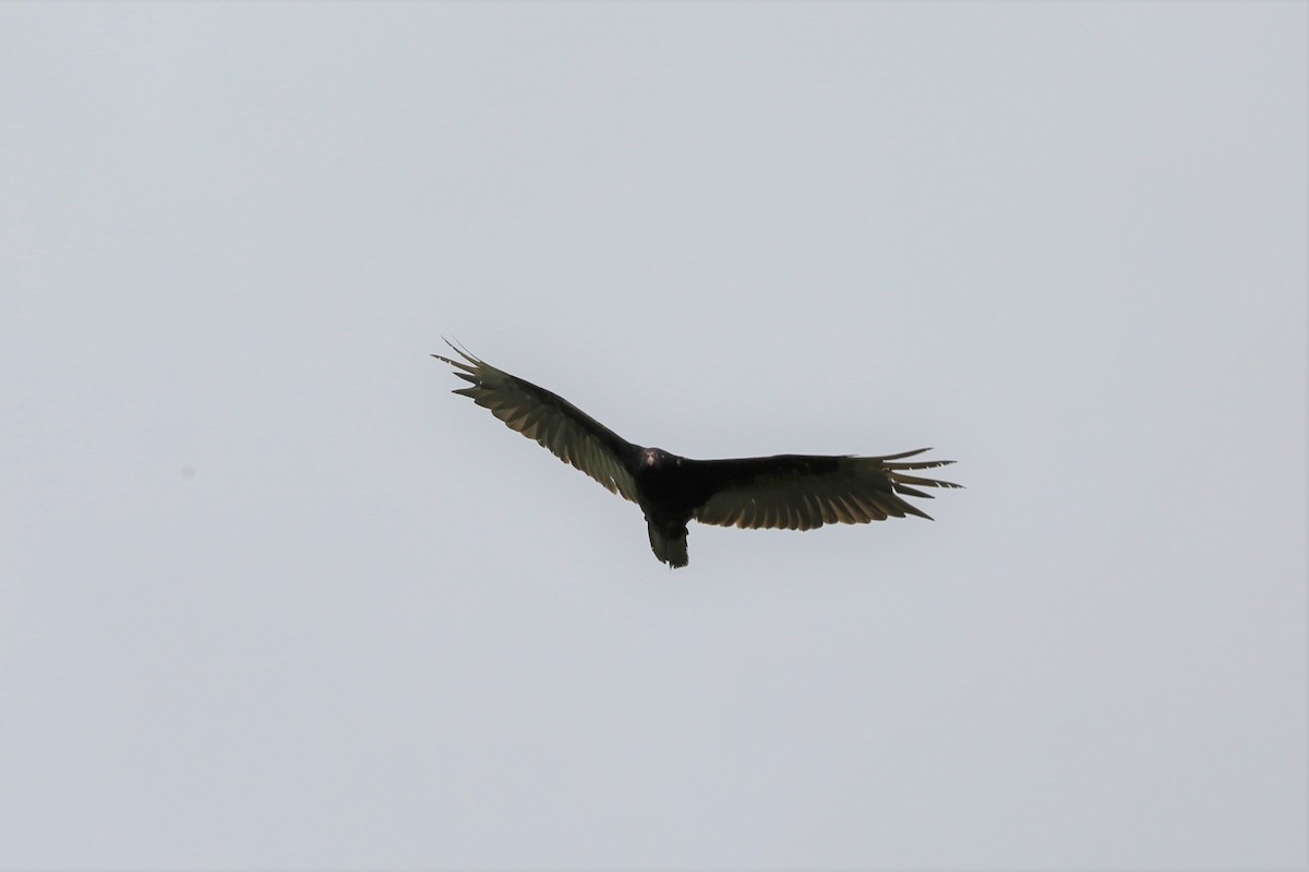 Turkey Vulture - ML590511821