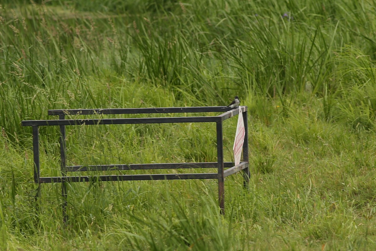 Eastern Kingbird - ML590511861