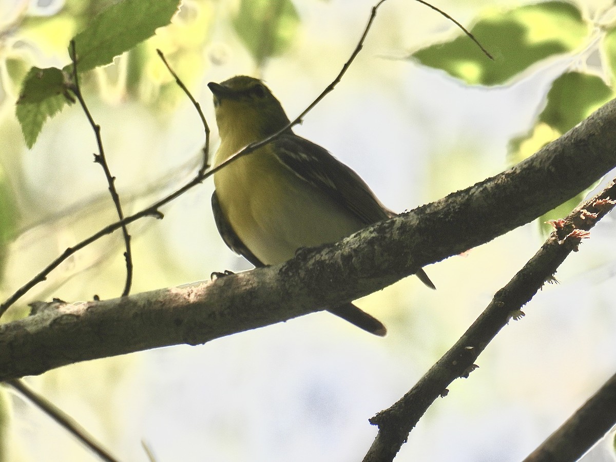 Yellow-throated Vireo - L LeBlanc