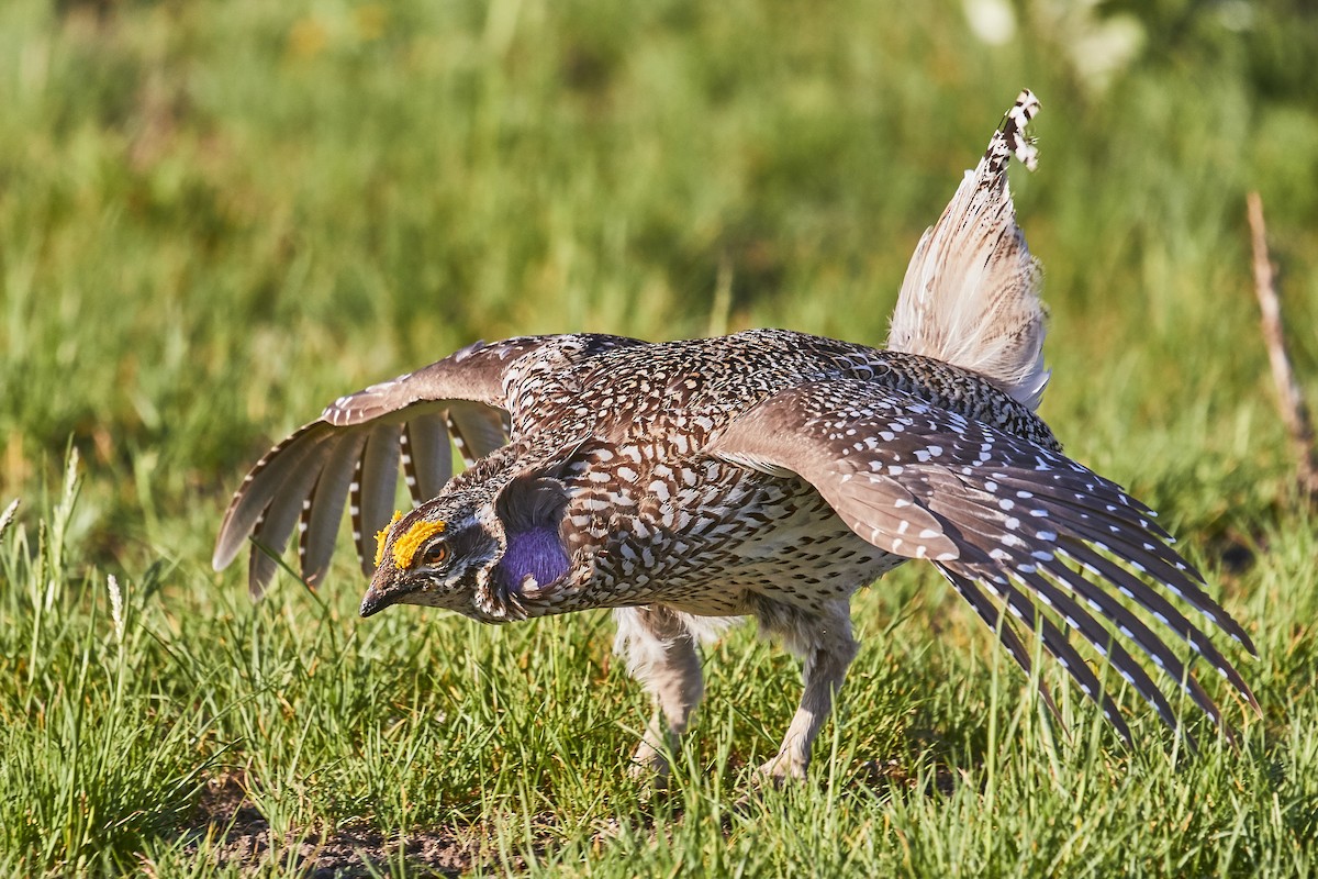 Sharp-tailed Grouse - ML590514581