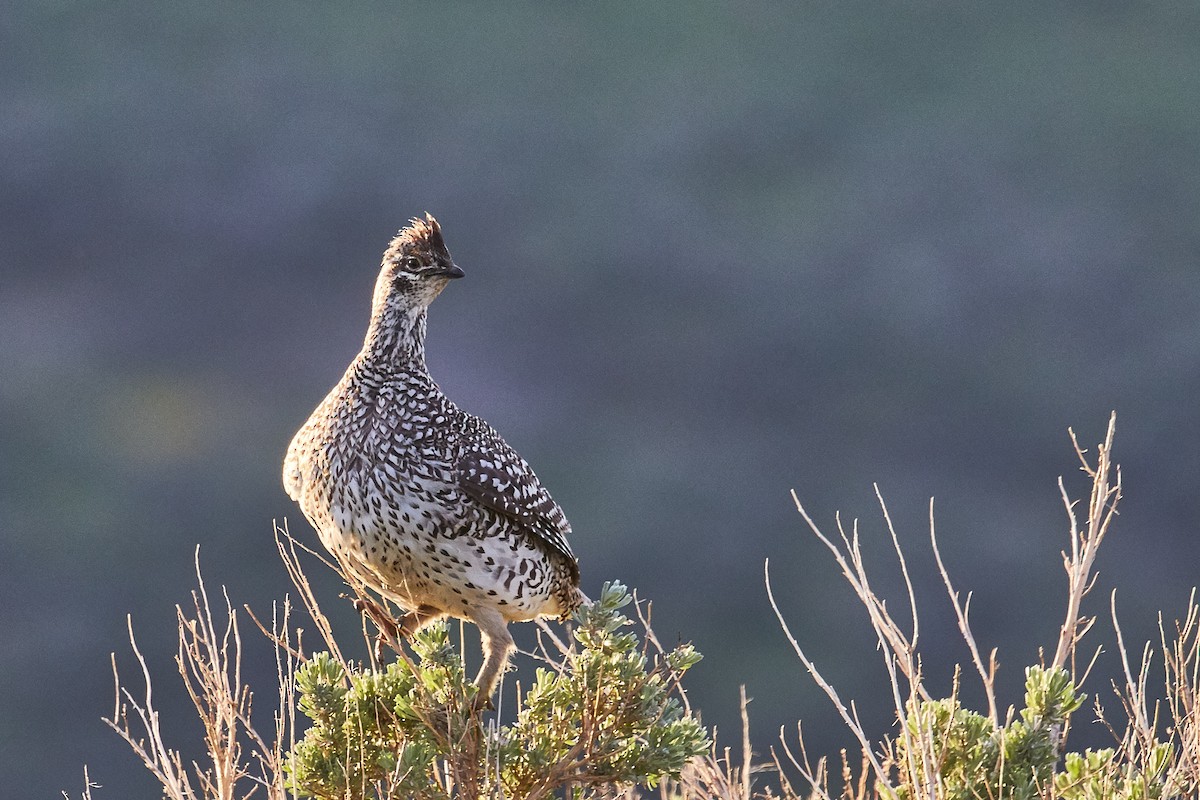 Sharp-tailed Grouse - ML590515561