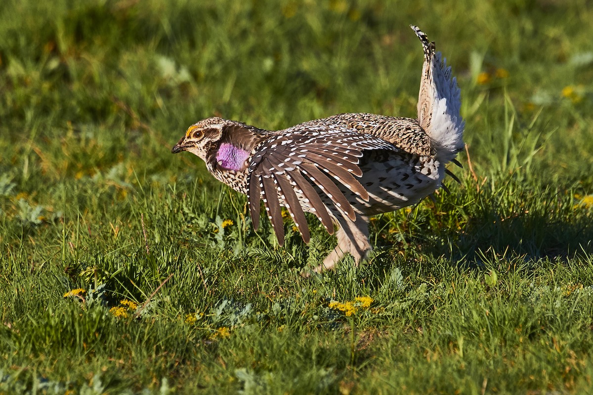 Sharp-tailed Grouse - ML590515621