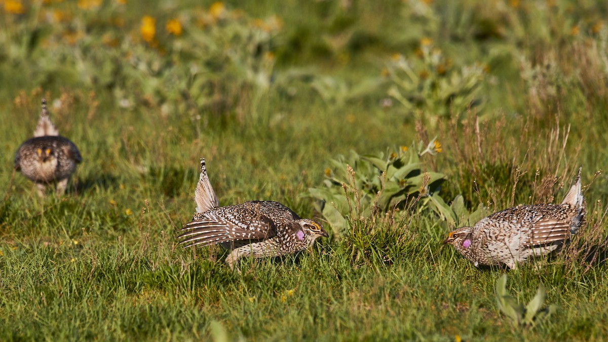 Sharp-tailed Grouse - Mark Stackhouse