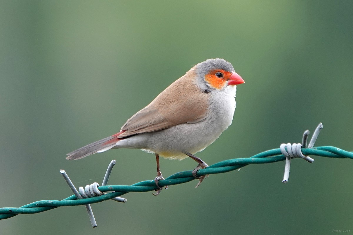 Orange-cheeked Waxbill - ML590516281