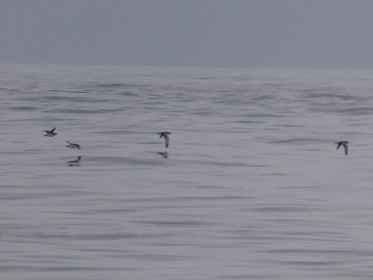 Manx Shearwater - ML590517161