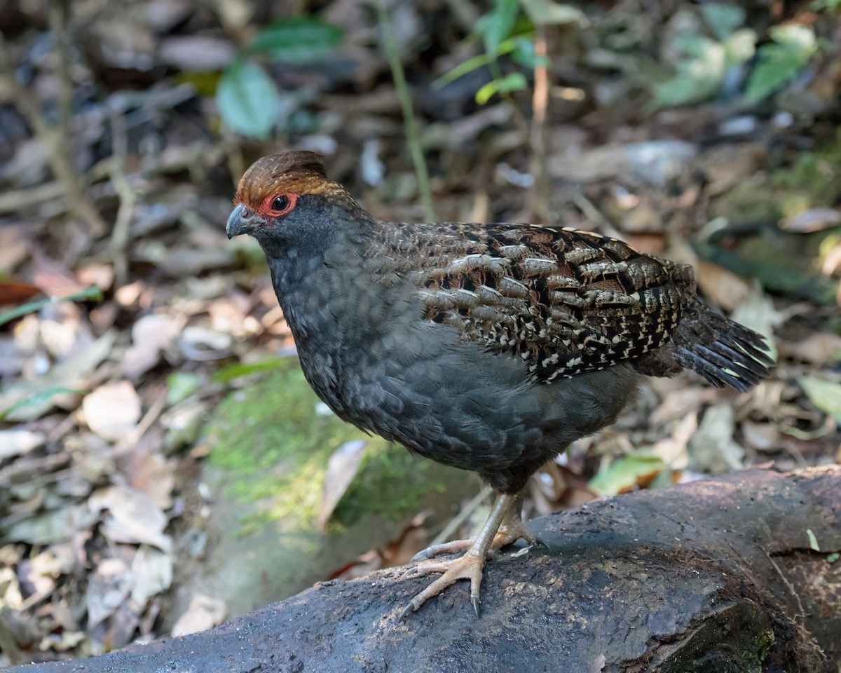 Spot-winged Wood-Quail - ML590518271