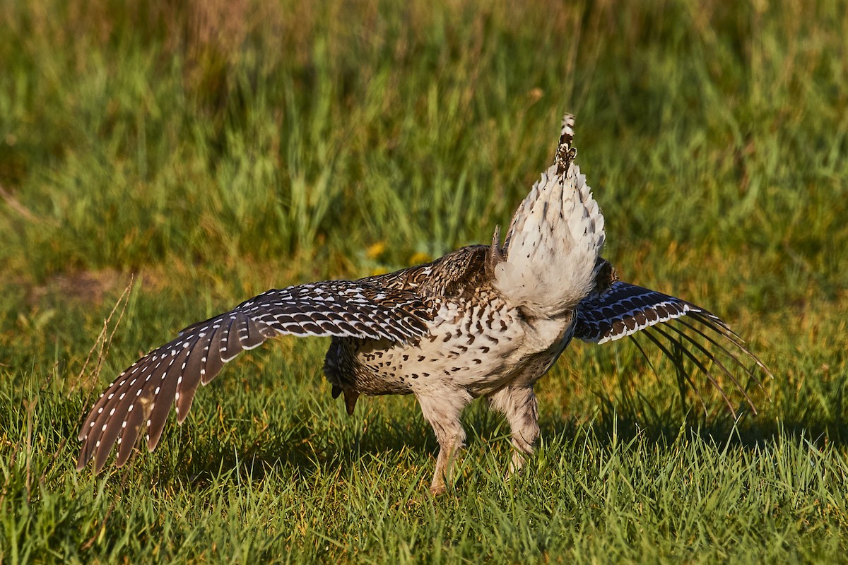 Sharp-tailed Grouse - ML590518981