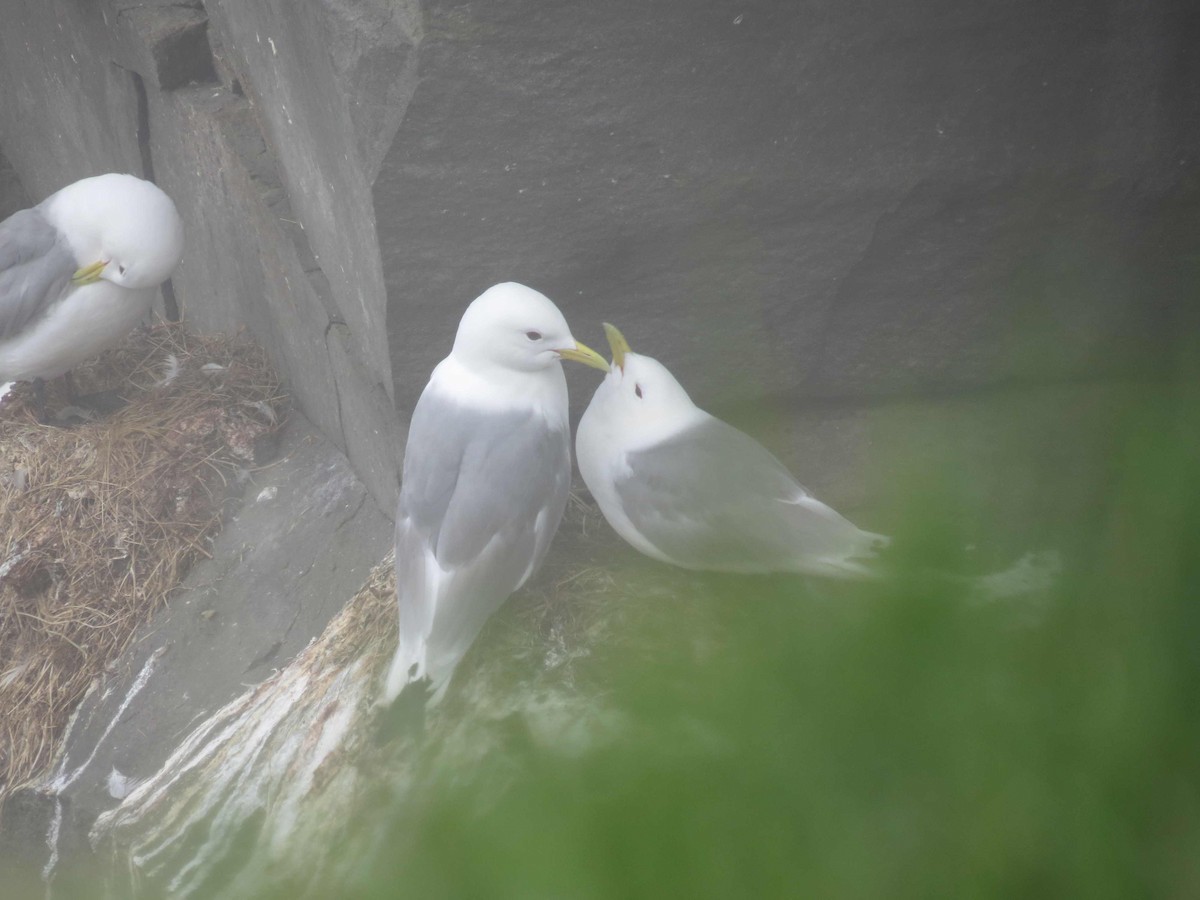 Black-legged Kittiwake - ML590518991