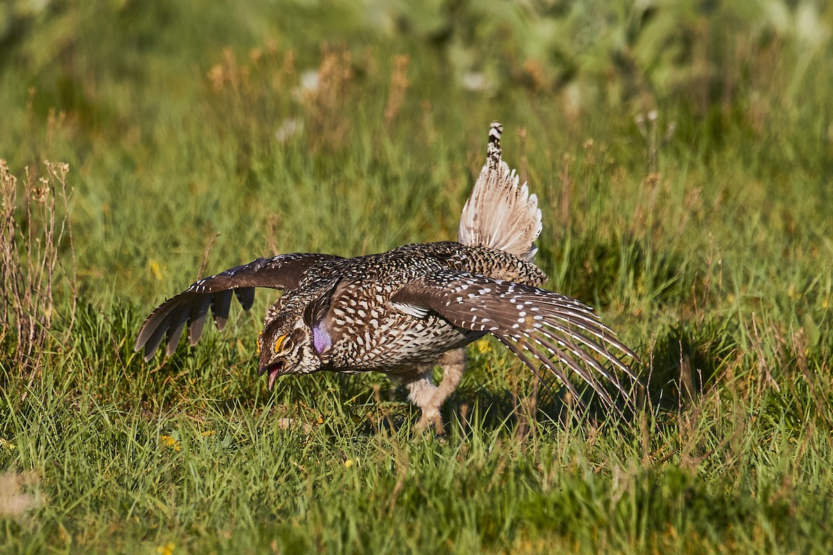 Sharp-tailed Grouse - ML590519361