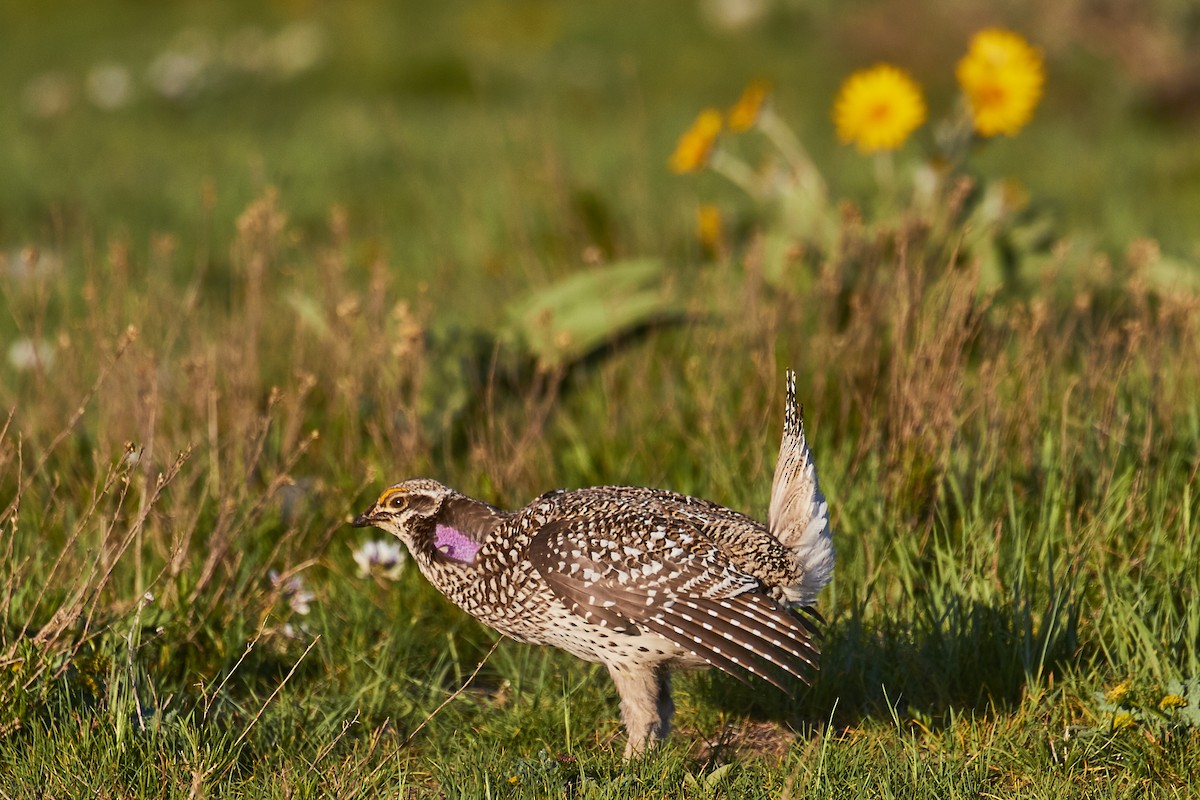 Sharp-tailed Grouse - ML590520021