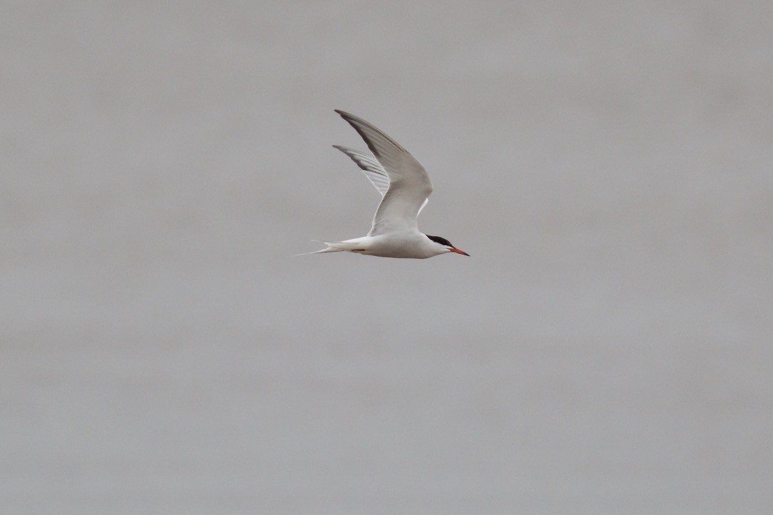 Common Tern - Jon Isacoff