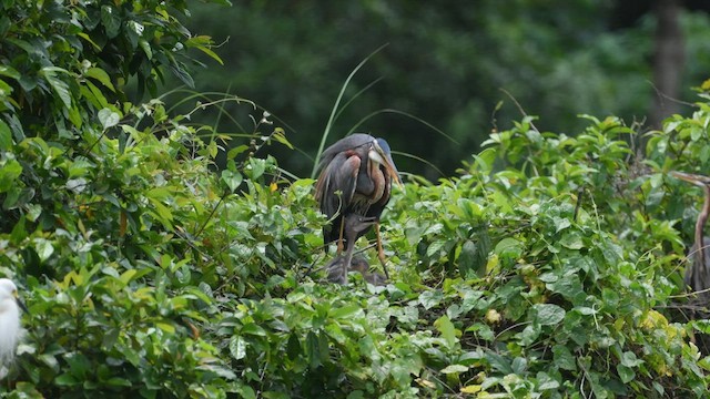 Purple Heron - ML590520781