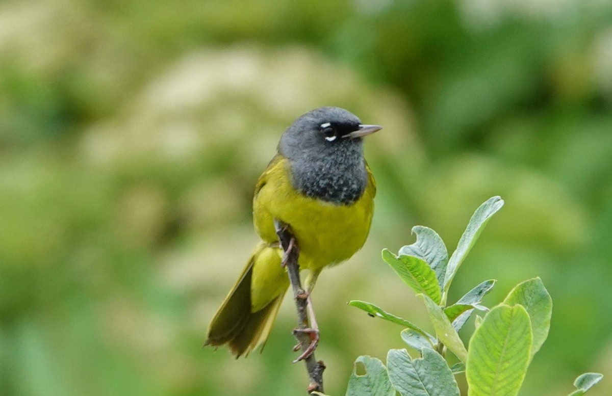 MacGillivray's Warbler - ML590521991