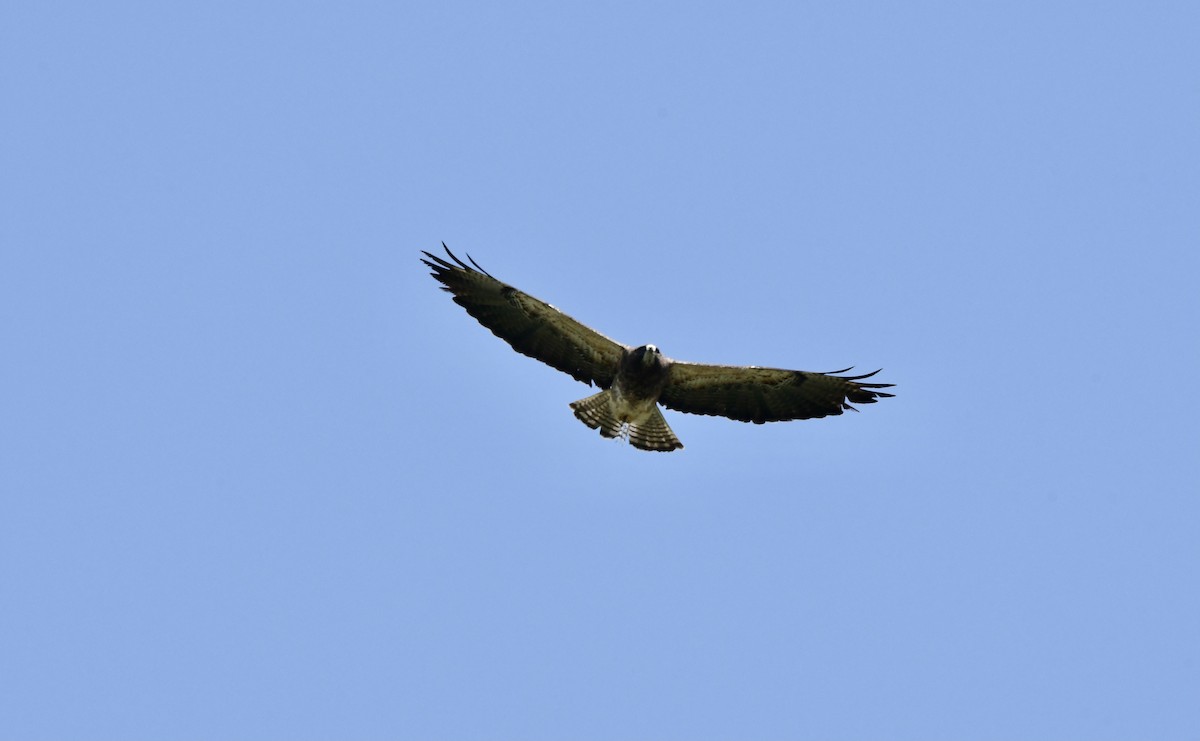 Swainson's Hawk - ML590522891