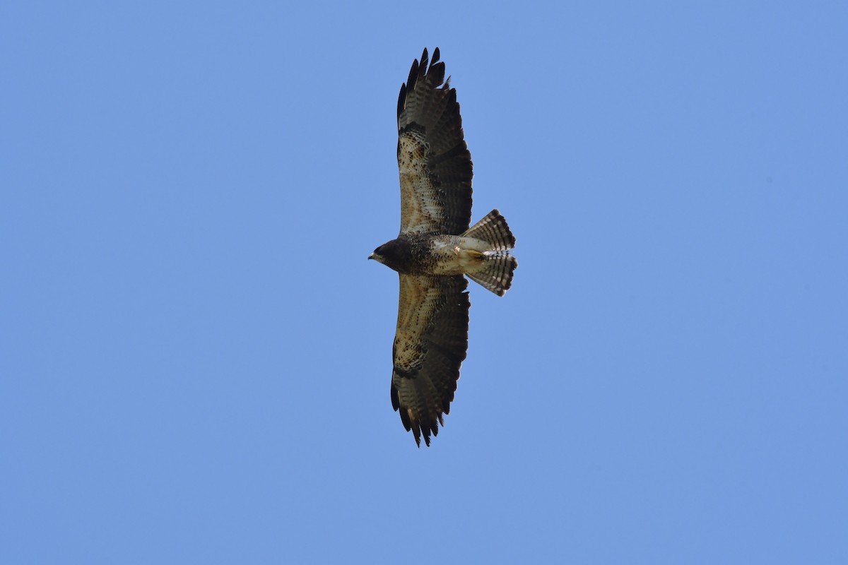 Swainson's Hawk - ML590522921