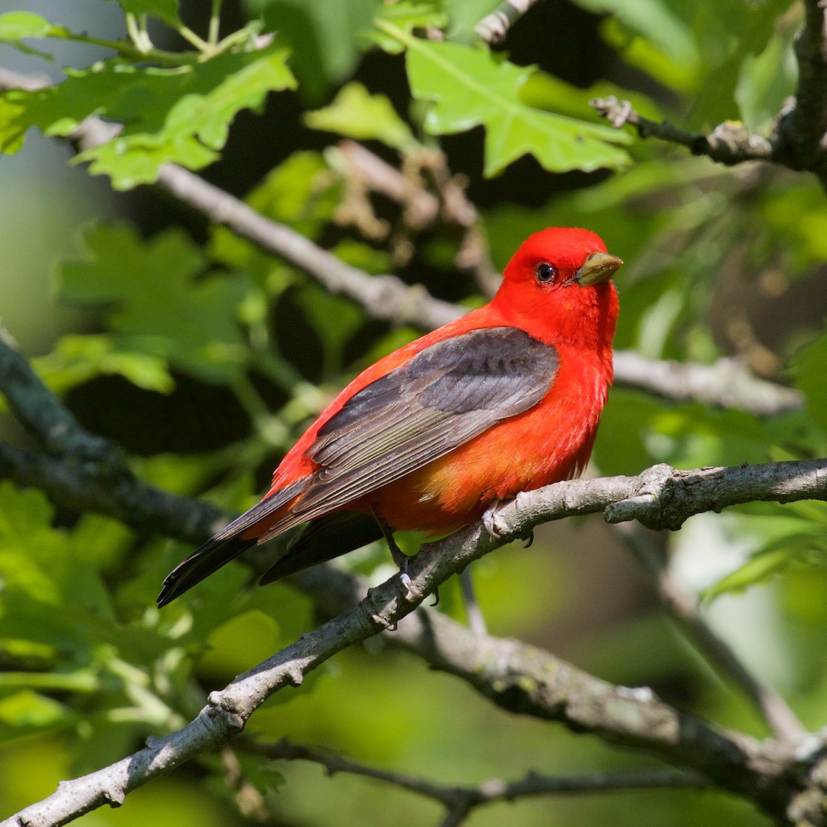 Scarlet Tanager - ML59052331