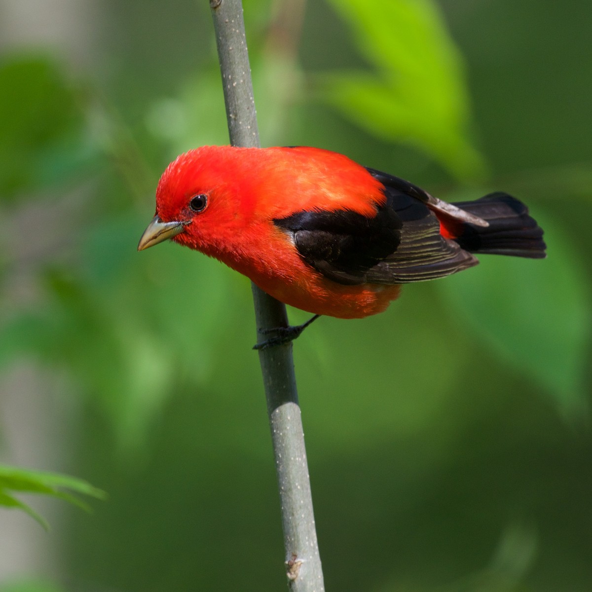 Scarlet Tanager - ML59052341