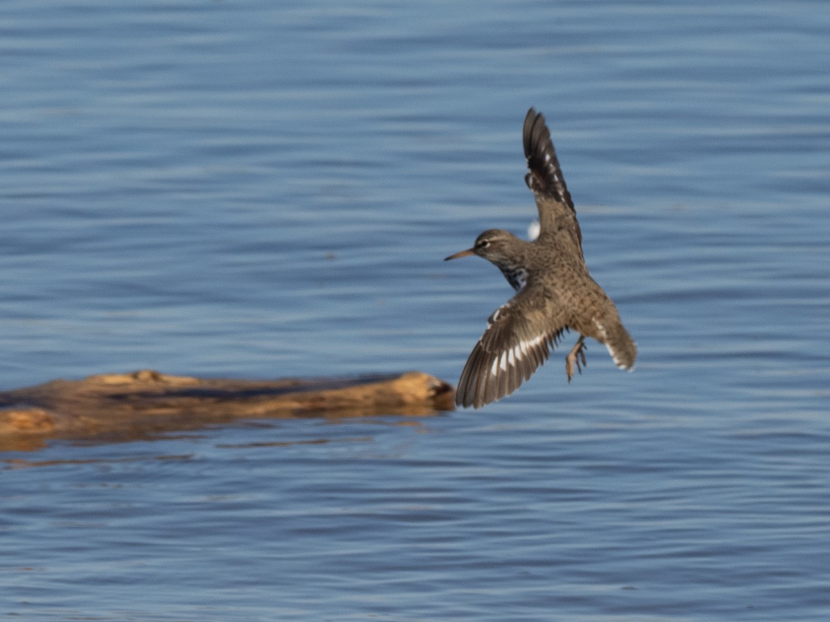 Spotted Sandpiper - ML590523831