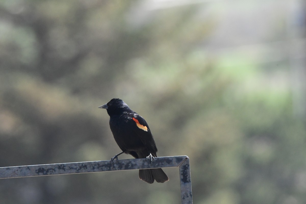 Red-winged Blackbird - ML590524031