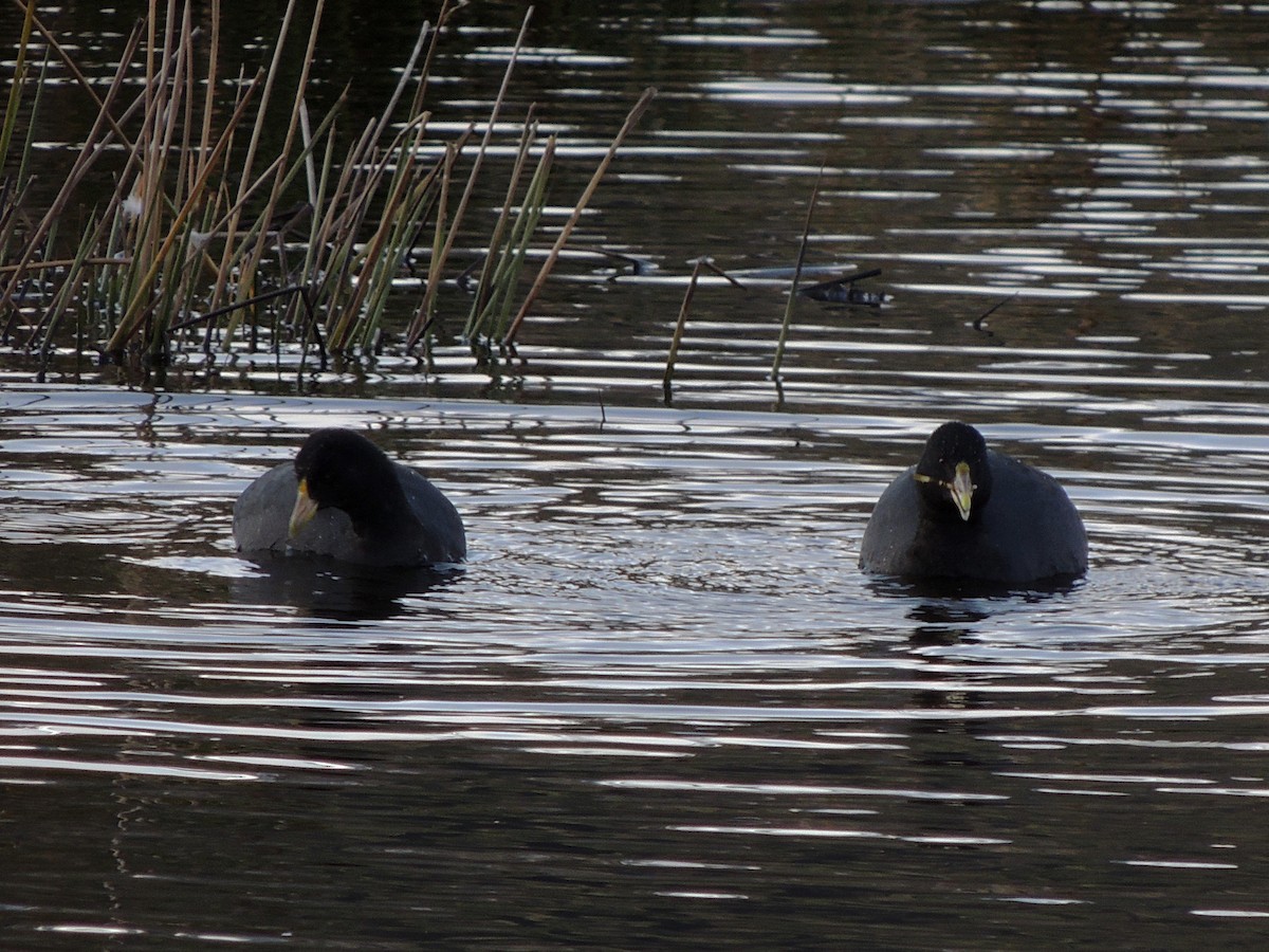 White-winged Coot - Simón Pla García