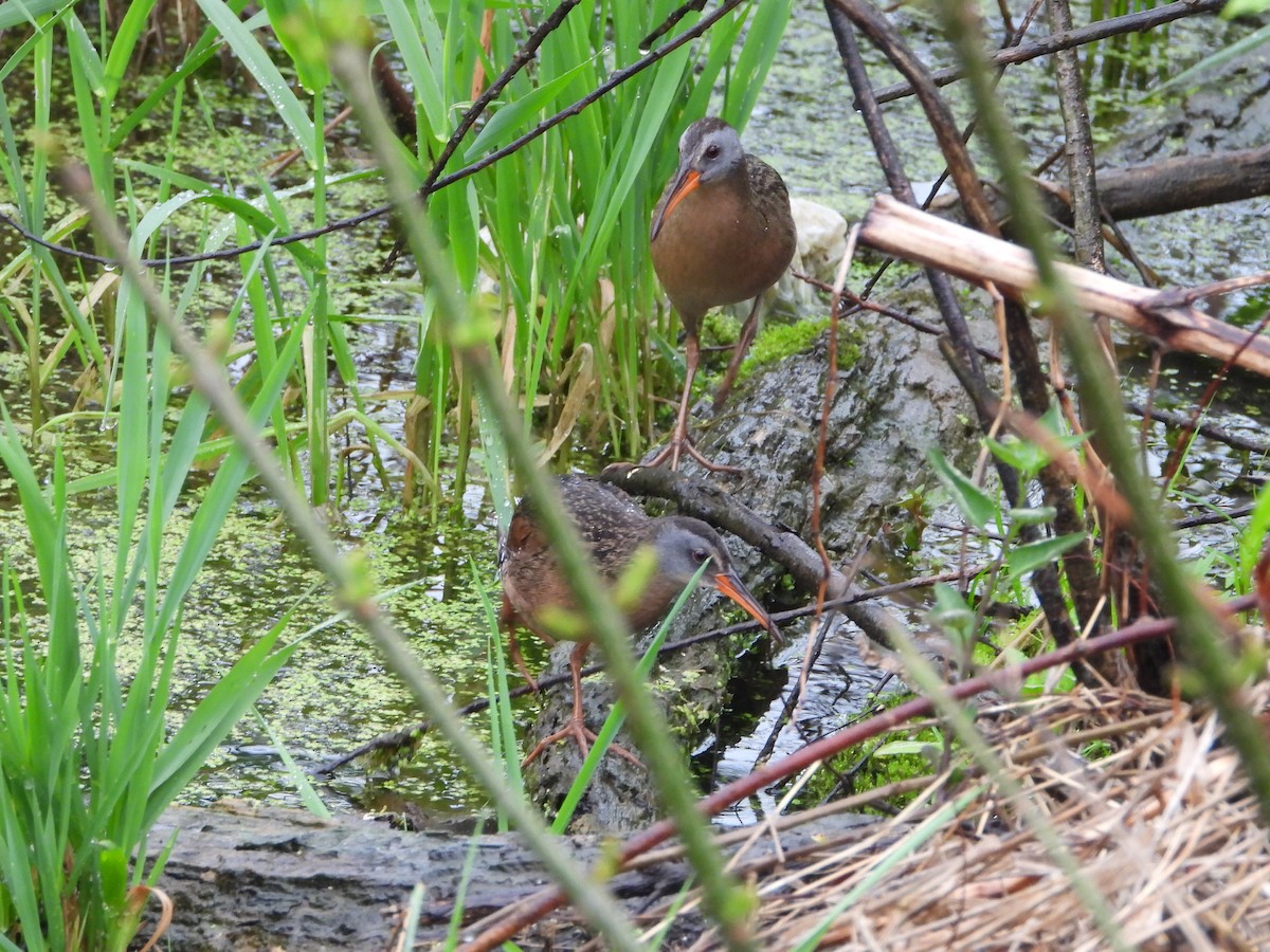 Virginia Rail - ML590524771